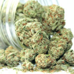 Cannabis test results bud