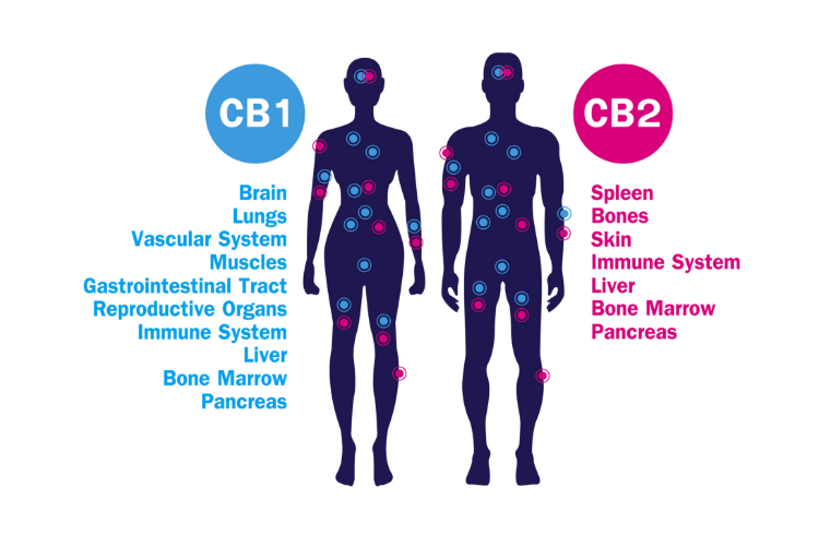 cannabis topicals endocannabinoid system