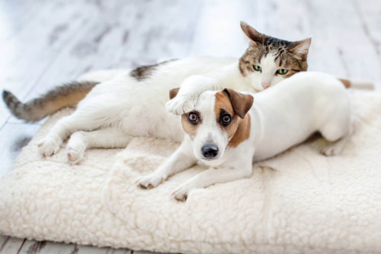 cbd for dogs and cbd for cats