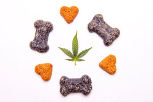 CBD for dogs cbd for cats