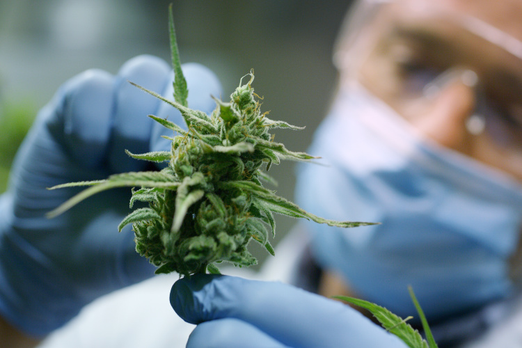 Scientist wearing gloves and mask closely examining a cannabis flower in a laboratory setting