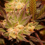 Best Strains for Pain