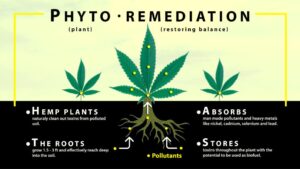 Phytoremediation in hemp plants