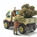 Cannabis delivery in Sherman Oaks