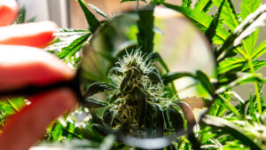 CBG Cannabis The Higher Path