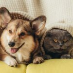 CBD For Pets The Higher Path